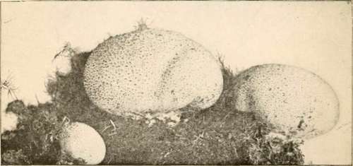 Hard Skinned Puffball (Scleroderma vulgare. Fries)