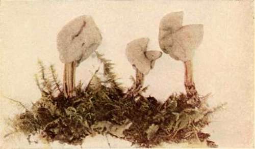 Helvella lacunosa, Holm. Reduced See page 143 