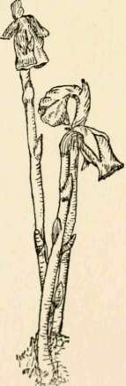 Indian pipe