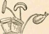 Ingenious stamens