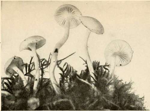 Ivory Hygrophorus (Edible)