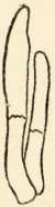 Morchella. Page 141.