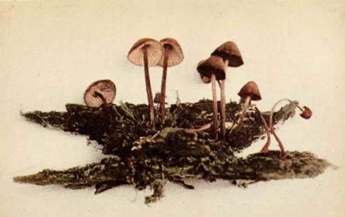 Mycena haematopoda, Pers. See page 55.