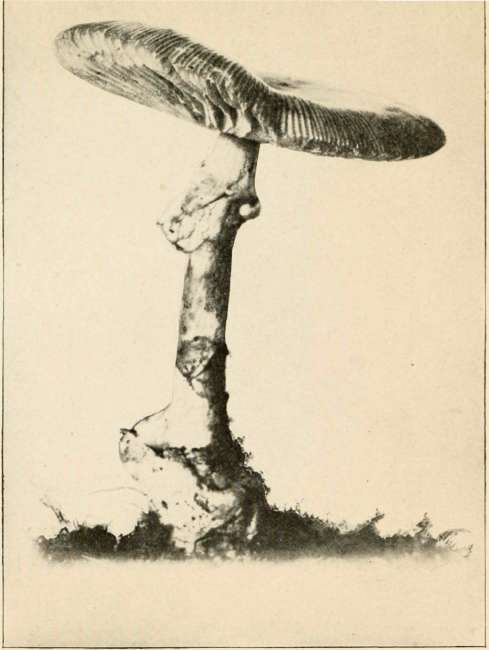 Orange Amanita (Edible)