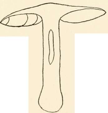 P. cervinus