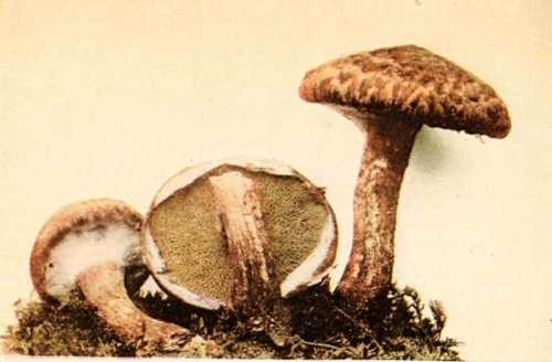 Painted Boletinus (edible). (Boletinus pictus, Pk.).