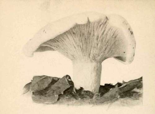 Peppery Lactarius (Lactarius piperatus. Scop. Nat. size)