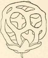 Receptacle latticed ; meshes of about equal diameter either way.