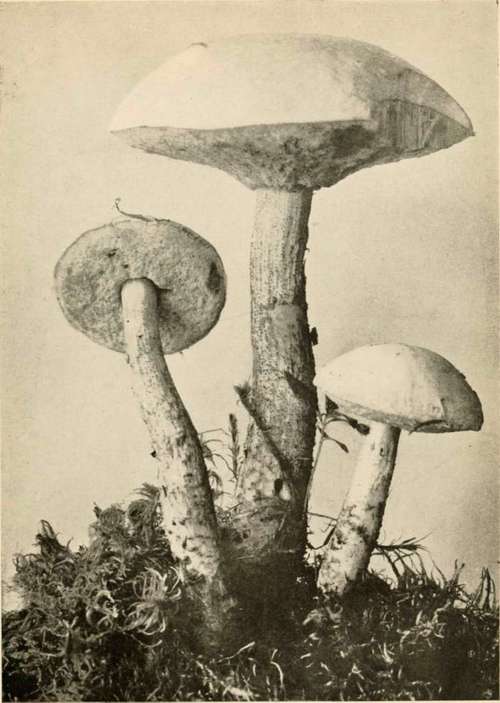 Scabrous Stemmed Boletus (Edible)