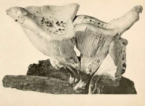 Scaly Lentinus (Edible) (Lenthuis lepideus. Fries. Nat. size
