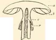 Section of A. Caesarea