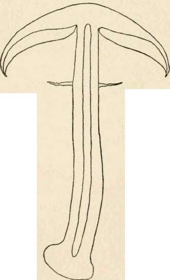 Section of A. abrupeus