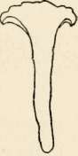 Section of C. cantharellus