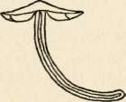 Section of C. familia