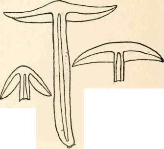 Section of H. incertum