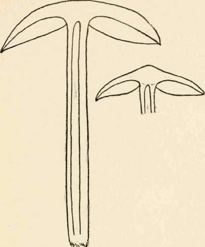 Section of H. perplexum