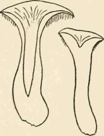 Section of H. repandum