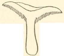 Section of Hydnum, to show teeth