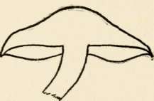 Section of P. adiposa