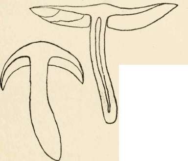 Section of P. aggericola