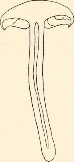 Section of P. proecox