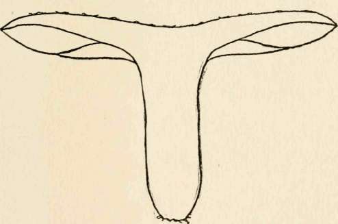 Section of R. virescens