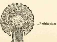 Section of stroma with perithecia (magnified)