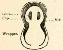 Section of young plant in wrapper