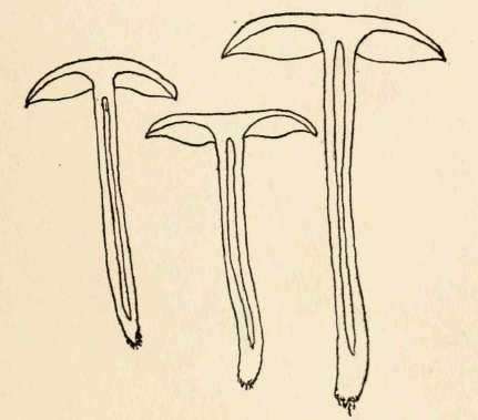 Sections of C. laccata