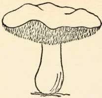 Spore clubs enclosed within a definite case (peridium).