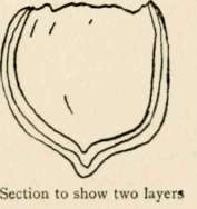 Spore sac Fungi   Ascomycetes