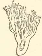 Spores borne on radiating plates or lamellae