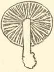 Spores borne on teeth, tubercles, or tooth like plates projecting downward in growth.