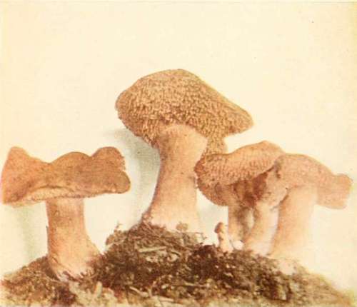 Spreading Hydnum (edible).