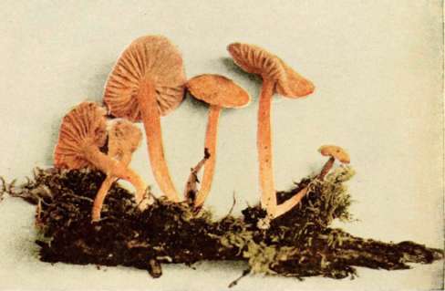 Vermilion Hygrophorus (edible). (Hygrophorus miniatus, Fr.). Reduced.