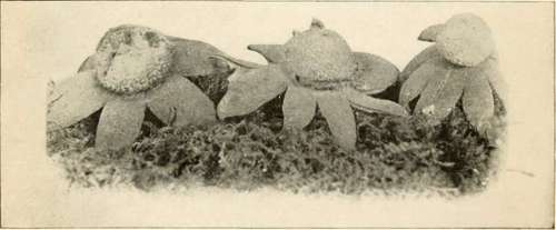 Water Measuring Earth Star (Geaster hygrometricus, Pers. Nat. size)