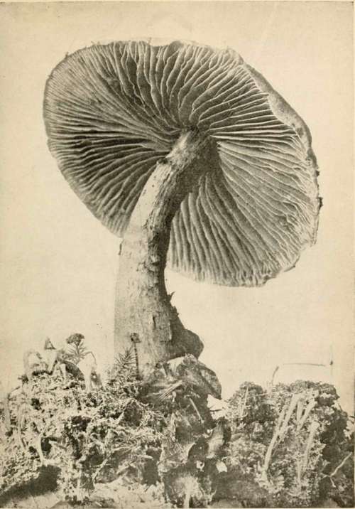 Zoned Cortinarius (Corlinarius armillatus, A & S, Fr) Cap cinnamon brown; gills paler than cap; stem light brown with fibrous zones of red. See Genus, p. 85