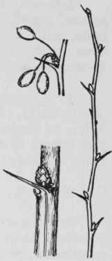 Fig. 100. Berberis thunbergii
