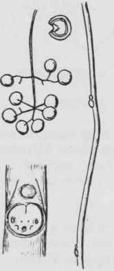 Fig. 101. Menispermum canadense