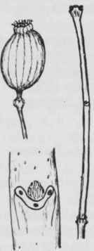 Fig. 107. Calycanthus fertilis