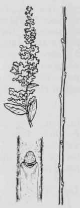 Fig. 127. Spiraea tomentosa