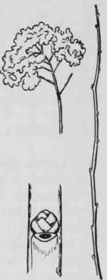 Fig. 130. Spiraea virginiana