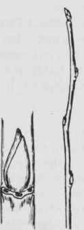 Fig. 137. Amelanchier sanguinea