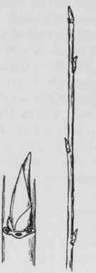 Fig. 140. Amelanchier laevis