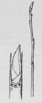 Fig. 141. Amelanchier bartramiana