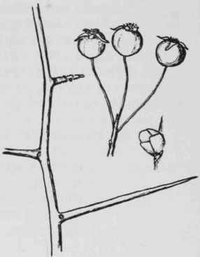 Fig. 142. Crotaegus punctata