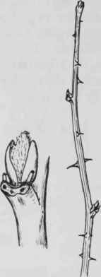 Fig. 148. Rubus allegheniensis