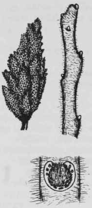 Fig. 176. Rhus typhina