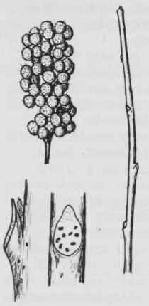 Fig. 179. Rhus aromatica