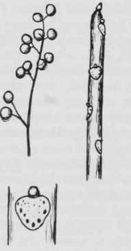 Fig. 180. Rhus vernix